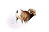 bighornsheep.jpg