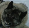 Elkhound's Avatar