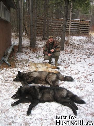 http://www.huntingbc.ca/photos/data/500/wolf5.jpg