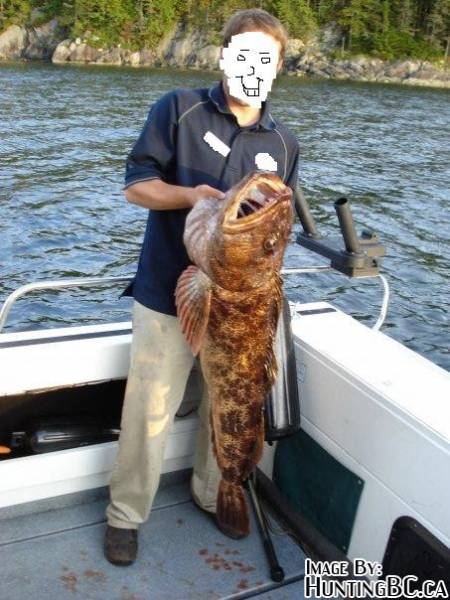 Re ling cod on Vancouver Island 