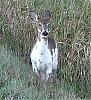 Click image for larger version. 

Name:	piebald1.jpg 
Views:	386 
Size:	33.6 KB 
ID:	1214