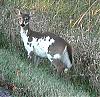 Click image for larger version. 

Name:	piebald2.jpg 
Views:	605 
Size:	25.1 KB 
ID:	1215