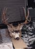 Click image for larger version. 

Name:	2004 Muley Buck copy.jpg 
Views:	339 
Size:	34.0 KB 
ID:	36