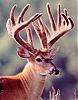 bowhunter4life's Avatar