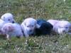puppies_first_day_outside_3_.JPG