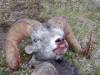 sheep_hunting_2007_aug2_0388.jpg